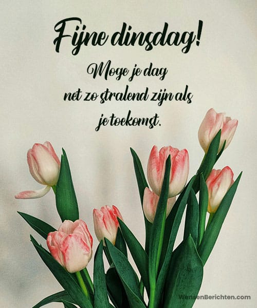 Fijne-dinsdag-wensen