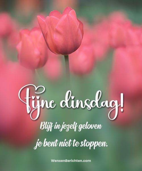 Korte-fijne-dinsdag-wensen